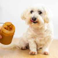 Top 9 human foods that dogs can enjoy
