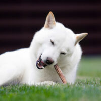 4 major dangers of bully sticks for dogs